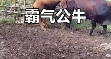 华体会国米赞助商-公牛冲击东部前列，猛龙如何拦阻？