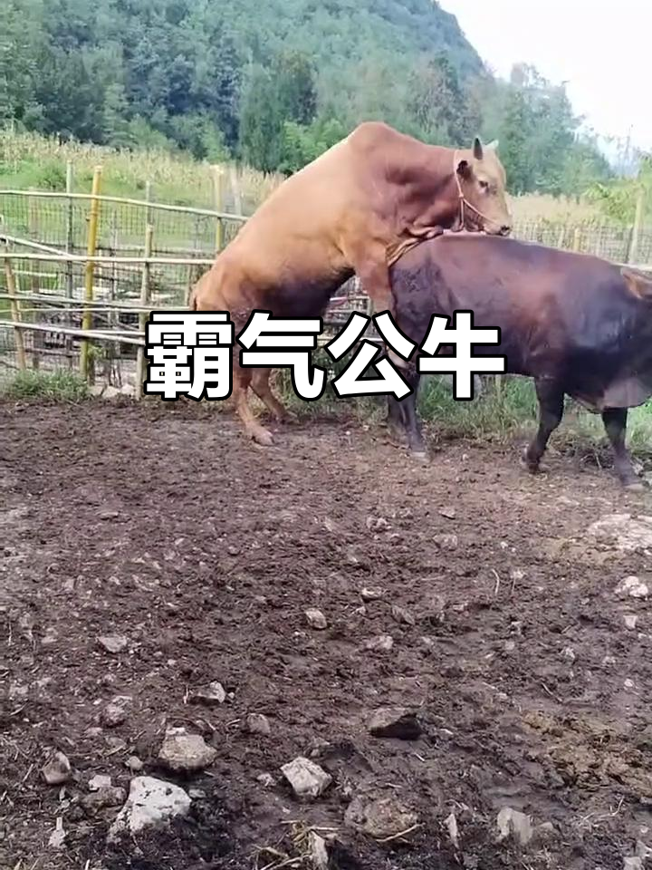 公牛冲击东部前列，猛龙如何拦阻？